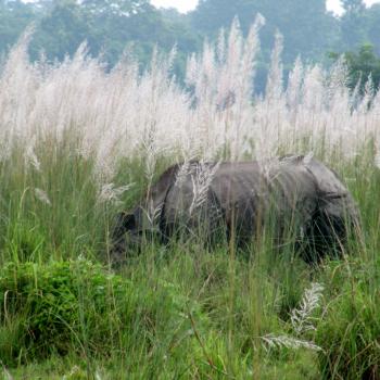 Neushoorn Chitwan N.P. 