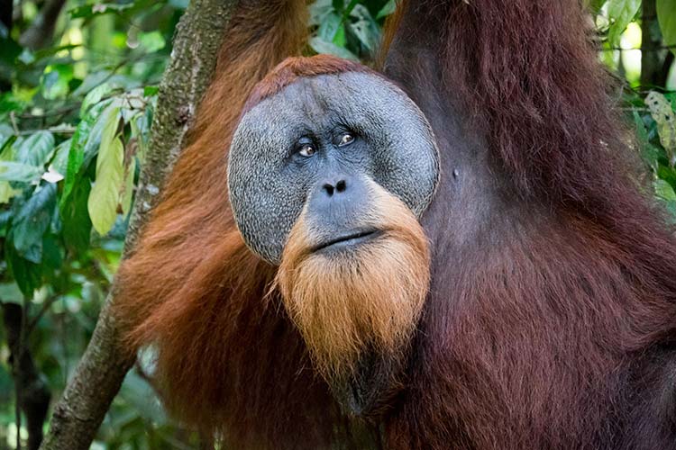 Sumatraanse orang-oetan Gunung Leuser National Park