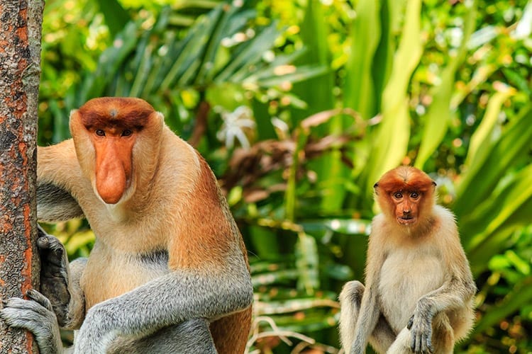 Neusapen op Borneo